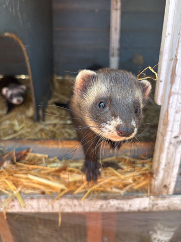Last years hob ferret