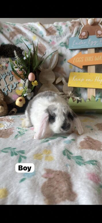 Mini lop babies for sale