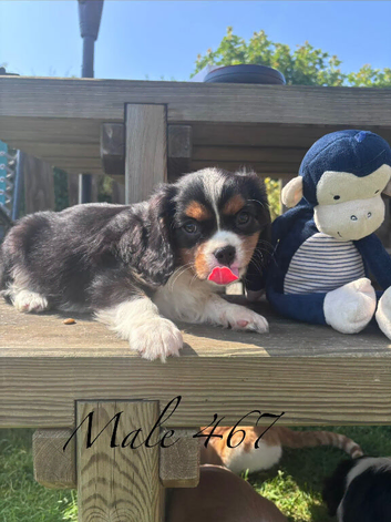 Gorgeous Cav Puppies