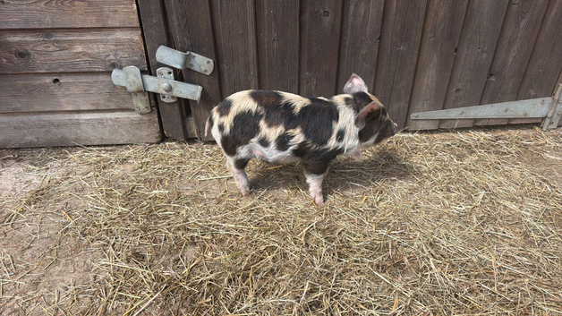 Kune kune piglets for sale