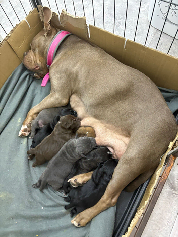 MICRO BULLY PUPPIES ️