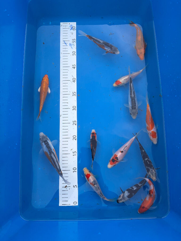 High grade koi carp 6-8inches &pound;15-&pound;25