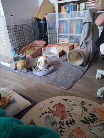 2 house rabbits for rehoming