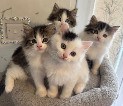Beautiful ragdoll kittens