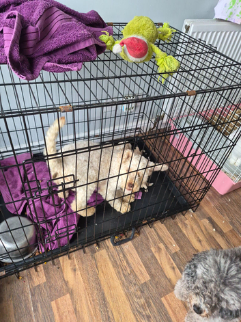 Cockerpoo puppies