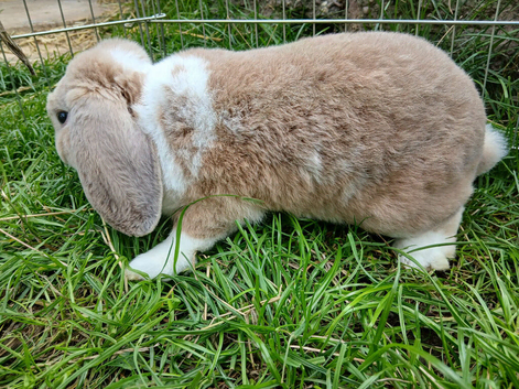 Baby rabbit