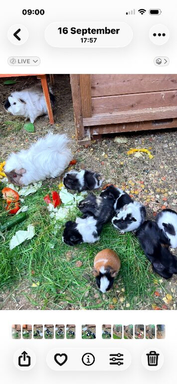 Beautiful baby guineapigs