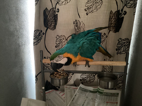 Gold macaw