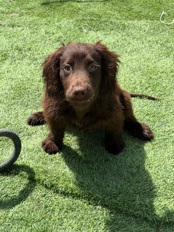 Sprocker pup 6 months old