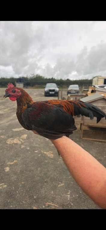 Game birds
