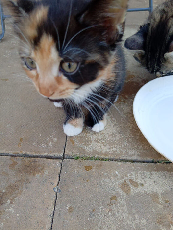 KITTENS FOR SALE