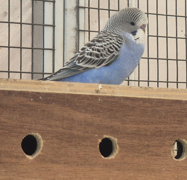 Young Budgies