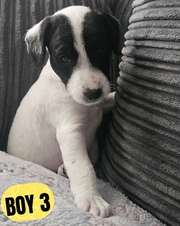 Jack Russell x Cockapoo - Jackapoo puppies Available now.