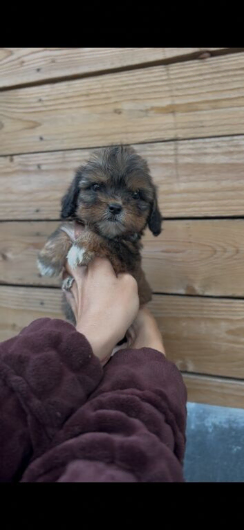7 beautiful cocka-tzu puppies for sale