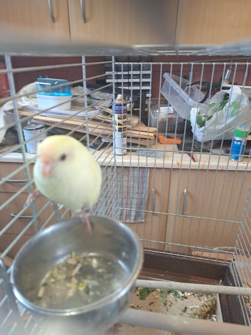 Kakariki