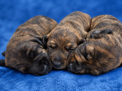 Stunning Red Brindle Dachshunds (mini)