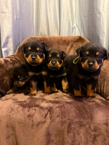 Pedigree German Rottweiler puppies
