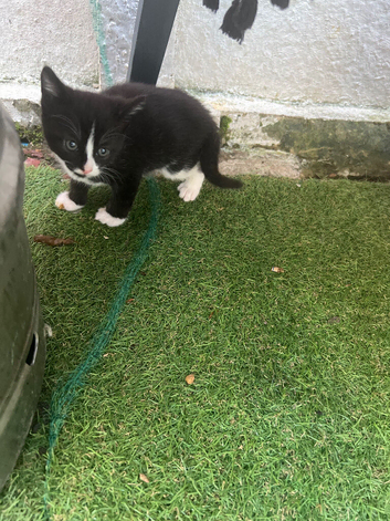Kittens are 6 weeks old and eat on their own, they no longer need milk from their mother.