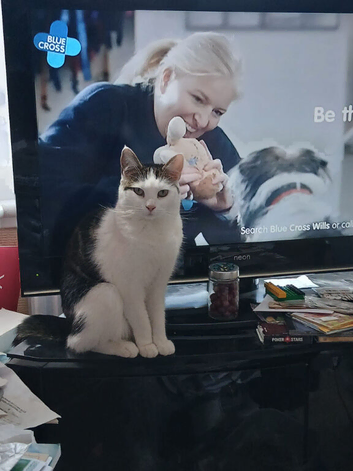Lily 4 year old cat looking for new home