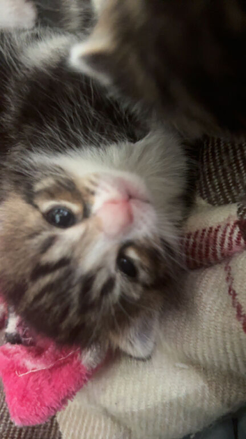 5 Lovely Kittens from a well-loved Mama.
