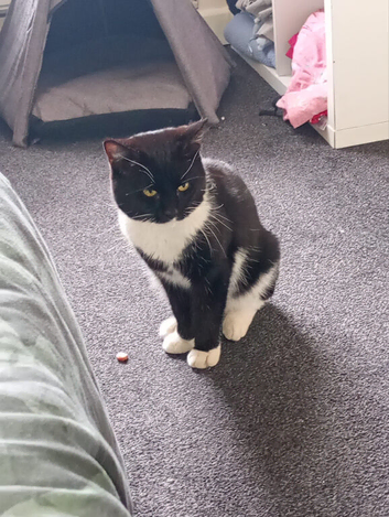 Cat for rehome