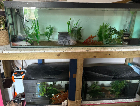 Axololts and set up