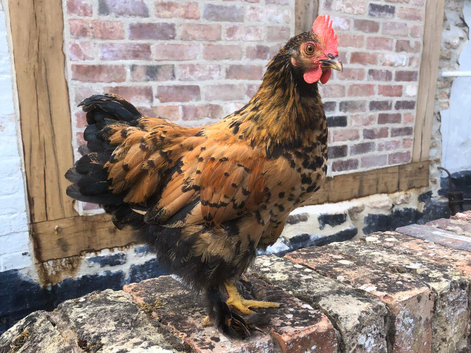 4x Pekin Cross Bantam Cockerels