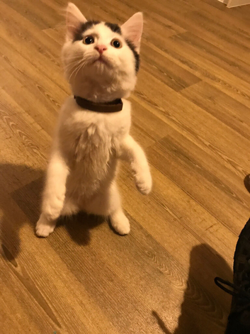 Ragdoll x British short hair
