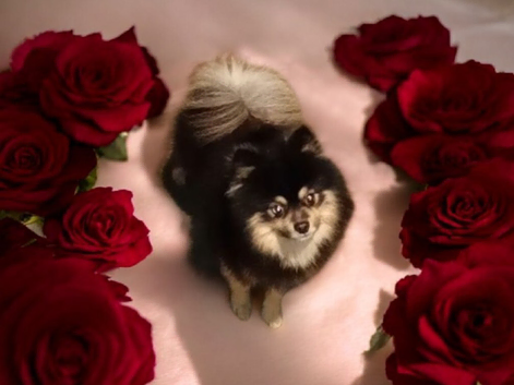 Pomeranian stud