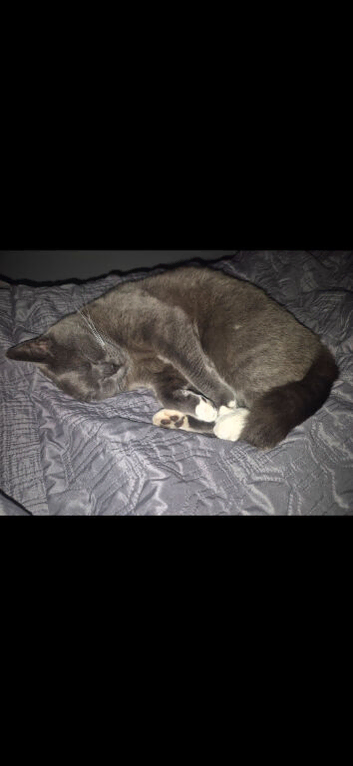 Having to rehome my girl