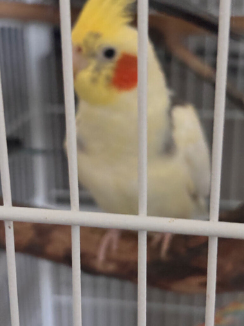 pied cockatiel