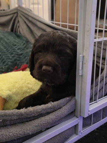 Cocker spaniels pups