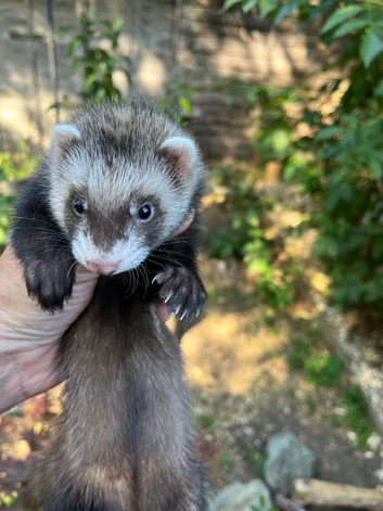 11 week old ferret looking for new home