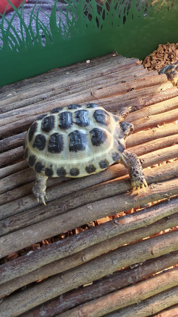 Horsfield tortoises ready now for new homes in Leicester