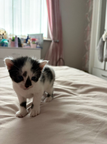 Kittens for sale
