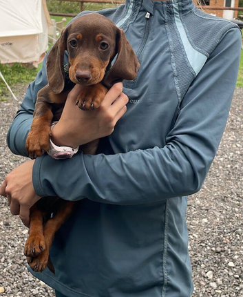 Miniature dachshund puppies