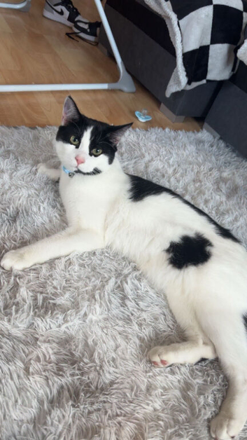 Male cat