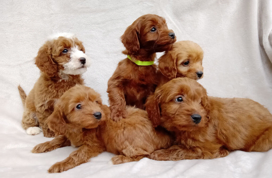 Cavapoo puppies