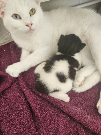 1 male kitten