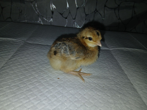 2 weeks old chickens