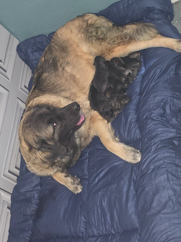 Caucasian shepherd x puppies