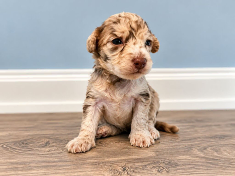 Stunning toy poodle puppies