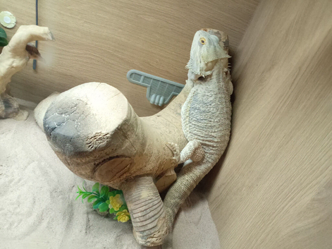 2 year old bearded dragon