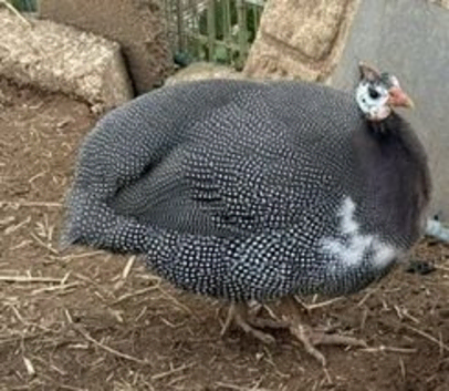 Guinea Fowl