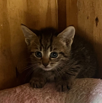 Kittens
