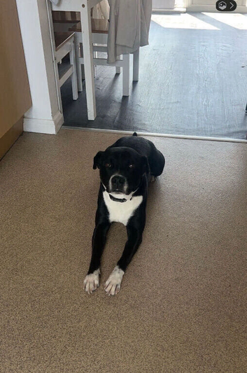 Loving home needed