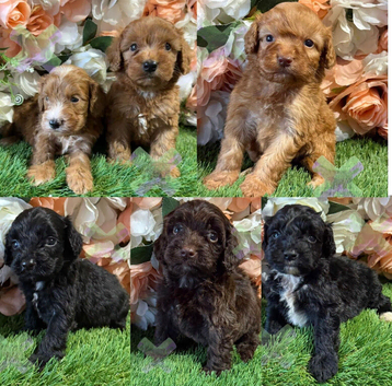 F1 small mini cockapoos various colours 30 dna health tested clear