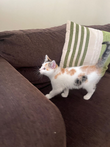 Kitten looking for new home