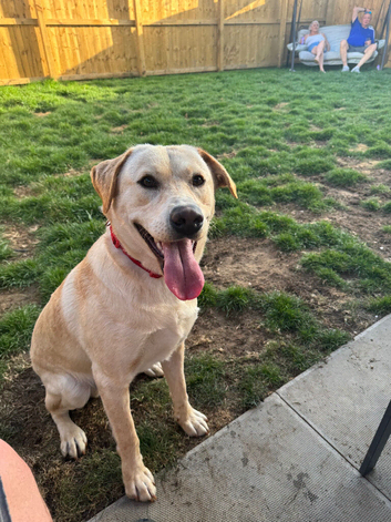 Gorgeous 12 month old male Labrador