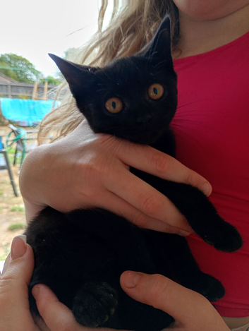 Black kittens
